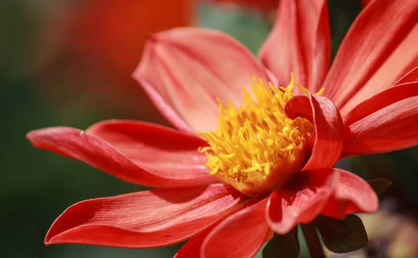 1648734771302867.jpg 關(guān)于花卉植物的另類拍攝小技巧