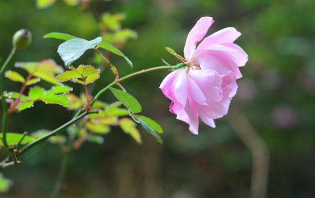 1652665894719810.jpg 花卉攝影創(chuàng)作